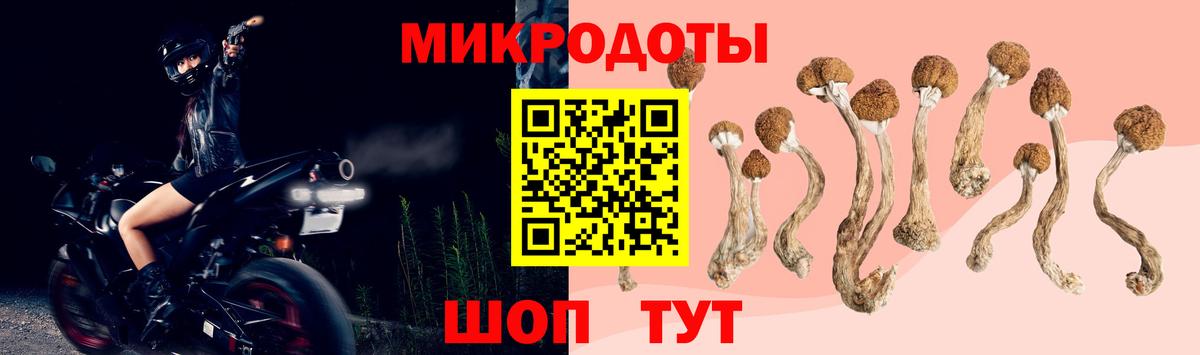 Донской  Псилоцибиновые грибы Cubensis  Вход с VPN 